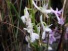 Orchis olbiensis